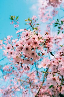 烂漫盛开的粉嫩樱花