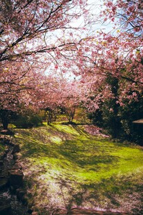 春日烂漫樱花林美景