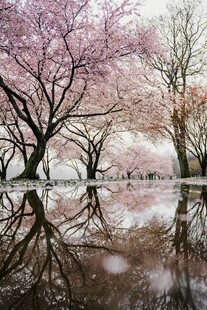雨中樱花倒影美景