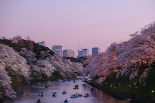 河畔樱花下的泛舟美景