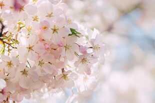 烂漫樱花绽放枝头