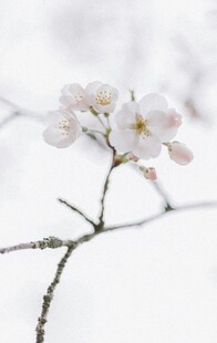 雪中绽放的娇美樱花