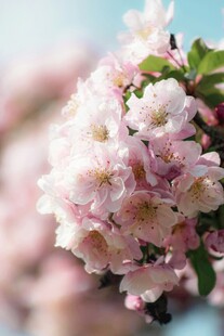 粉嫩樱花绽放枝头