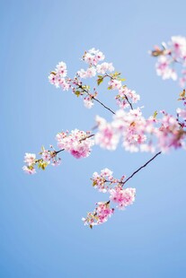 蓝天映衬下的粉嫩樱花枝