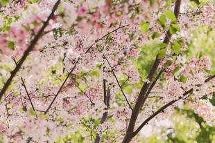 春日烂漫樱花树枝条