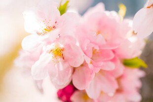 粉嫩樱花绽放