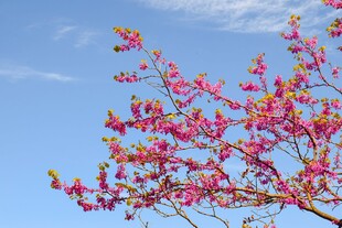 枝头樱花
