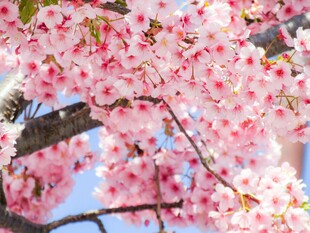 烂漫樱花枝头绽放