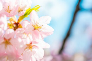春日烂漫樱花绽放
