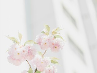 粉嫩樱花