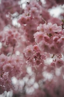 烂漫樱花绽放