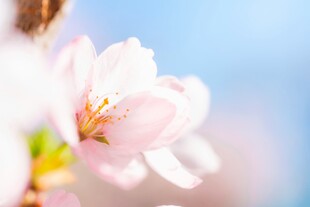 粉嫩樱花特写