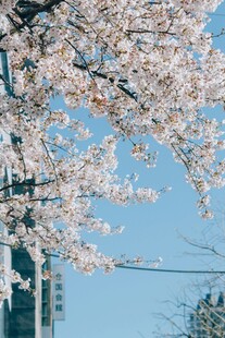 春日烂漫樱花枝头绽放
