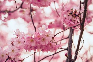 烂漫樱花枝头绽放