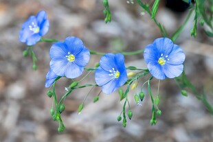 牵牛花