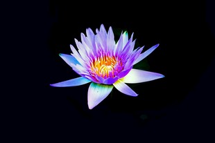 梦幻紫色睡莲绽放