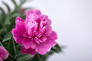 娇艳粉色芍药花特写