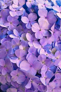 梦幻紫色绣球花绽放
