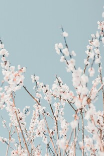 春日绽放的粉嫩杏花