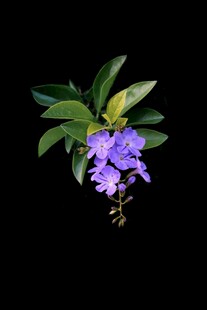 紫色兰花