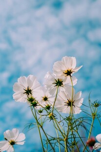 蓝天下的白色波斯菊