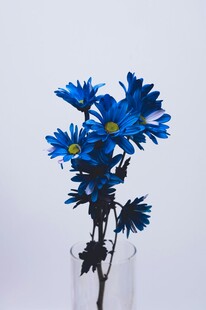 蓝色雏菊插于透明花瓶中