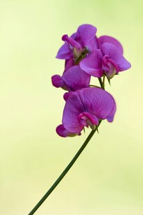 紫色兰花特写