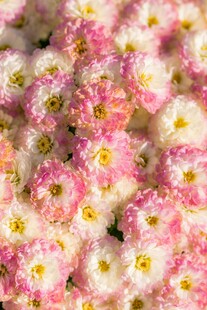 粉色樱花