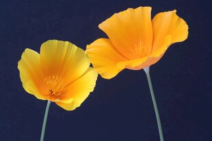 两朵明艳太阳花