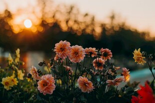夕阳下的绚烂樱花