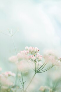 清新淡雅满天星