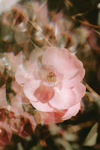 粉色太阳花