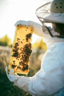 养蜂人手持蜂巢观察蜜蜂