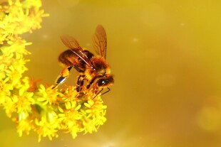 蜜蜂采蜜于金黄花朵间