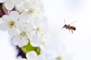 蜜蜂飞舞于洁白花朵间