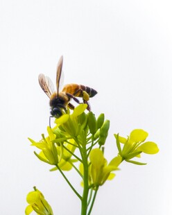 蜜蜂采蜜于黄色小花间