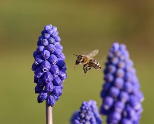 蜜蜂飞舞于蓝紫色葡萄风信子