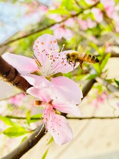 蜜蜂采蜜于粉嫩桃花间