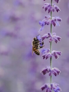 蜜蜂采蜜于紫色花朵间