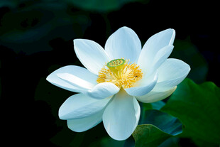 洁白绽放的美丽荷花