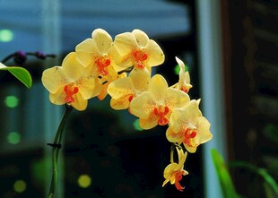 黄色蝴蝶兰绽放美丽