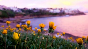 海边野菊花