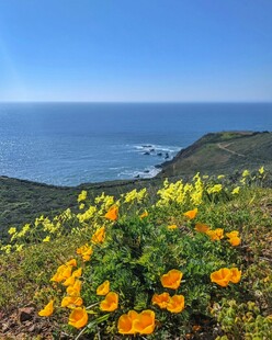 海边山坡上的灿烂金盏花