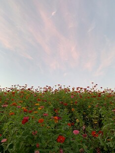 花海映晚霞