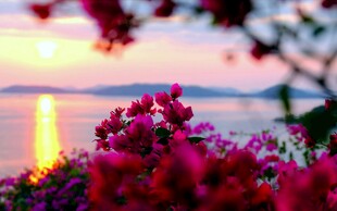 夕阳下杜鹃花