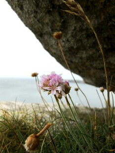 野菊花