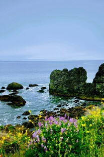 海边繁花与礁石美景