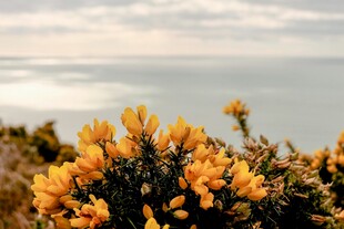 海边绽放野菊花