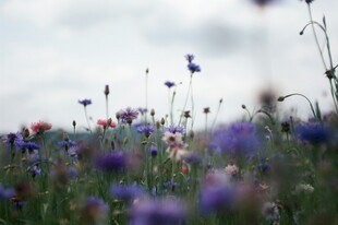 野菊花