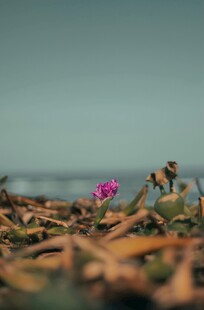 荒野中的独株菊花